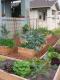 The Basics Of Growing An Edible Garden At Home 